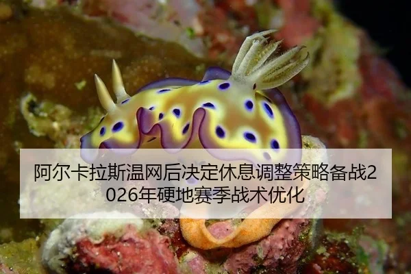 a-er-ka-la-si-wen-wang-hou-jue-ding-xiu-xi-tiao-zheng-ce-lve-bei-zhan-nian-ying-di-sai-ji-zhan-shu-you-hua-3-524.jpg